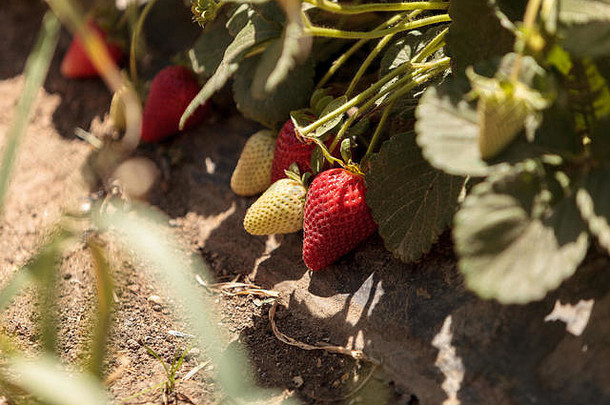 新鲜的红色的成熟的草莓成长花园小有机农场南部加州