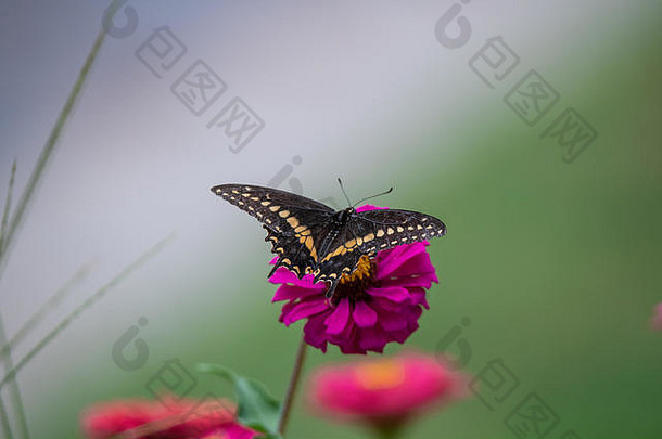 黑色的燕尾服蝴蝶黄色的黑色的着色花园完整的紫色的粉红色的红色的橙色Zinnia花