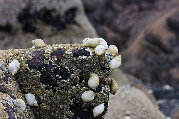 贝壳岩石覆盖藤壶