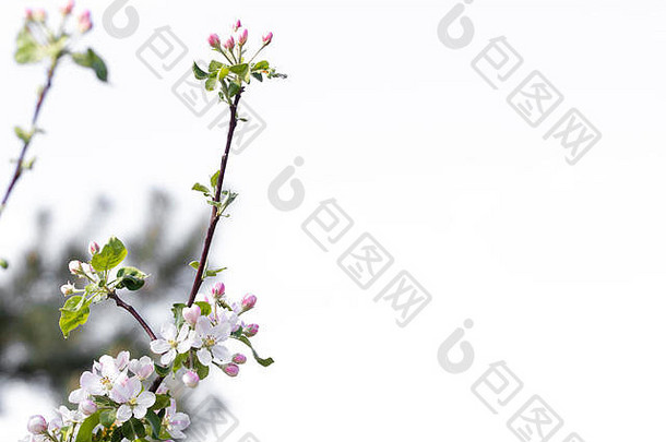 分支花朵春天概念白色背景空间