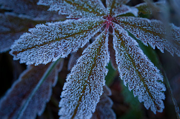 野生植物覆盖霜