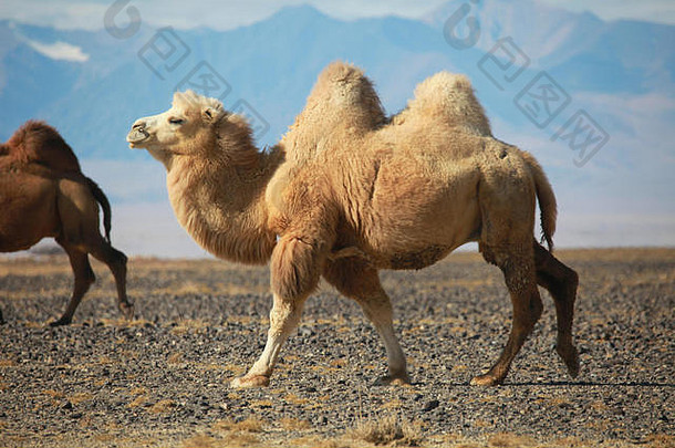 大夏的骆驼大草原蒙古真正的运输游牧