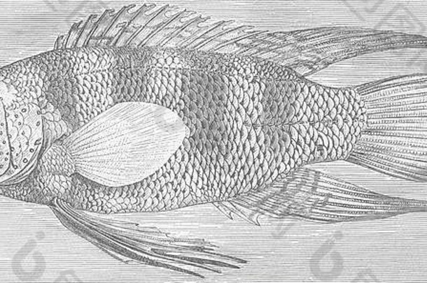 鱼bleeker的普莱西奥普斯古董古董打印图片