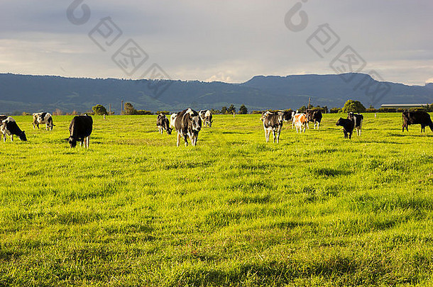 牛放牧开放梅多斯澳大利亚