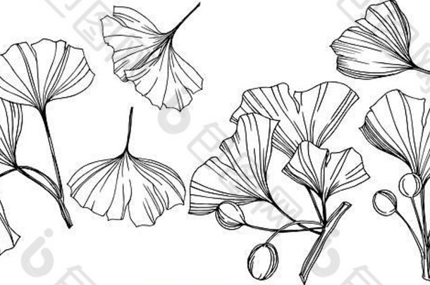 向量孤立的银杏插图元素叶植物植物花园树叶黑色的白色刻墨水艺术