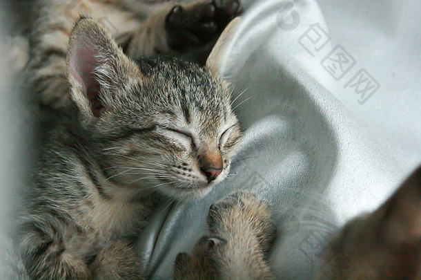 可爱的有趣的可爱的小猫猫关闭眼睛睡眠紧哥哥妹妹白色灰色的软布床上首页