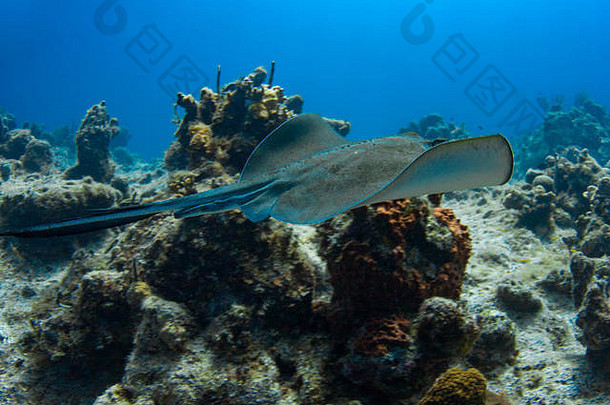 南部黄貂鱼滑过礁加勒比