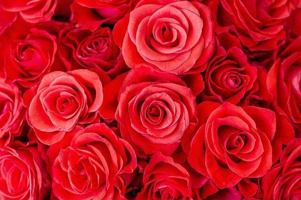特写镜头精致的华丽的红色的玫瑰