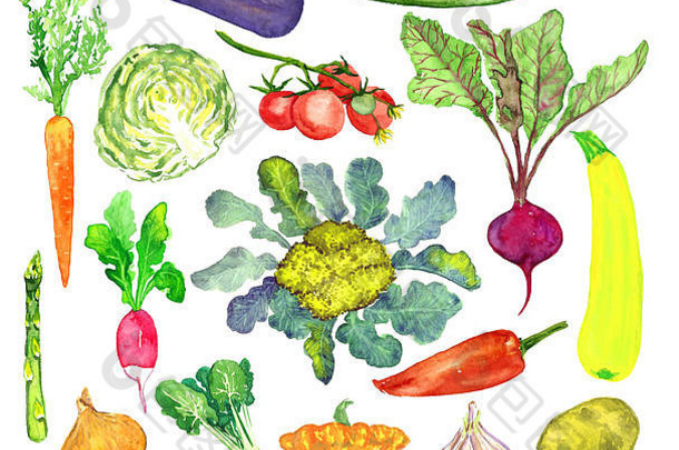 蔬菜集合孤立的手画水彩插图