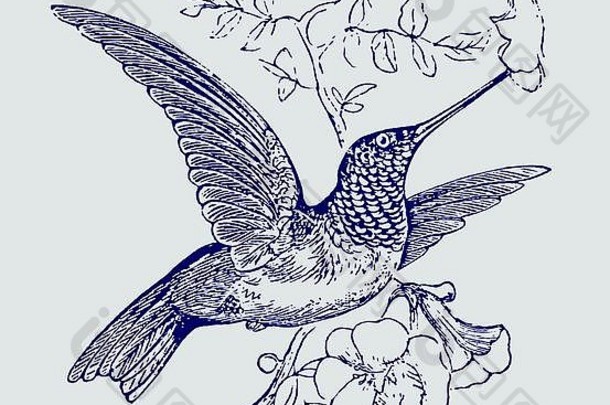 ruby-throated蜂鸟阿尔齐洛科斯colubris徘徊前面花开花吸花蜜插图雕刻