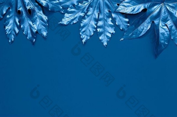 蓝色的彩色的热带叶子蓝色的背景最小的夏天异国情调的概念复制空间颜色一年经典蓝色的健美的复制空间