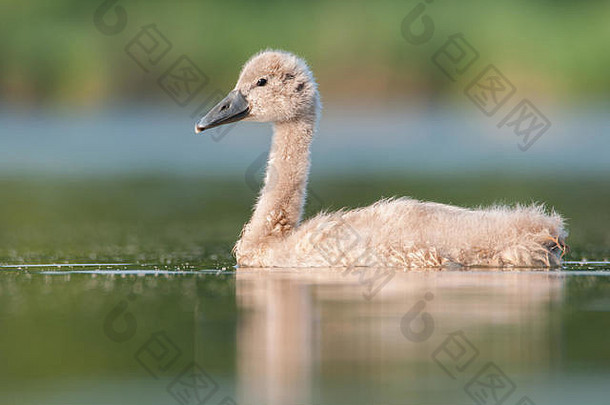 沉默的天鹅天鹅座气味小鸭子令人惊异的鸭美丽的池塘捷克共和国