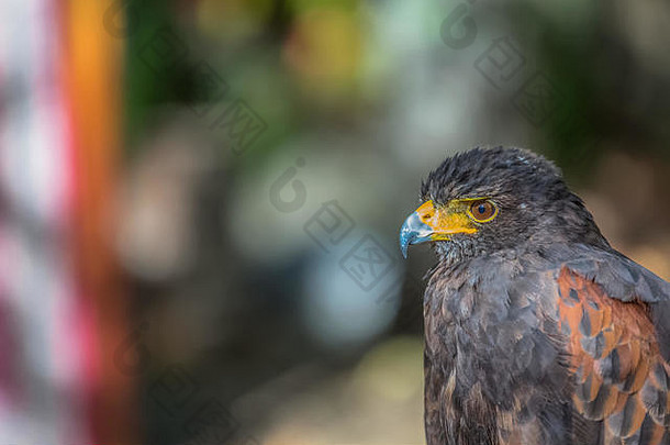 详细的视图灰色的鹰灰色的橙色羽毛富有表现力的葡萄牙