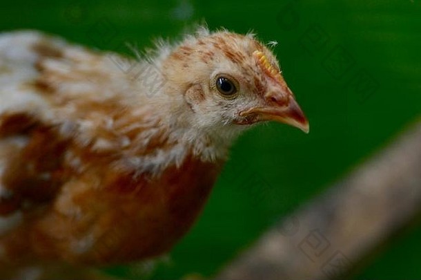 罗德岛红色的小鸡周年龄觅食热带花园汤斯维尔昆士兰澳大利亚