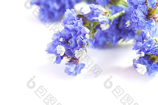 limonium锡努阿图姆静力学蓝色的花孤立的白色背景