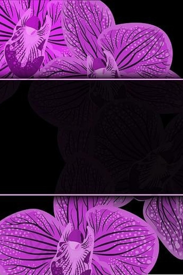 摘要紫色的奥希德斯插图黑色的背景现实的兰花打印设计向量设计插图黑色的黑暗背景自然