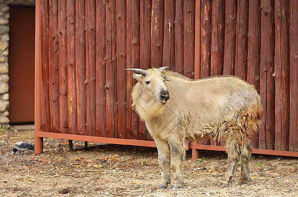 扭角羚被称为牛麂皮角马山羊的特点发现东部喜马拉雅山脉
