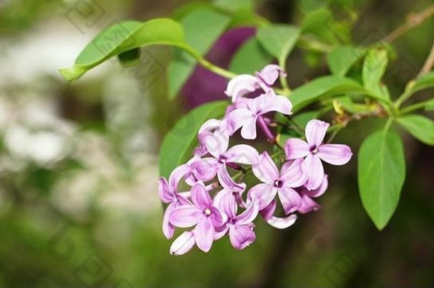 淡紫色灌木布鲁姆城市公园纳尔奇克