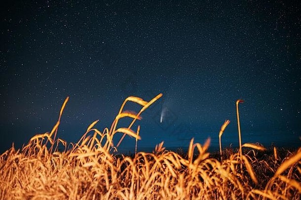 白俄罗斯7月彗星新智慧照明亮的晚上布满星星的天空年轻的小麦场晚上星星夏天农业