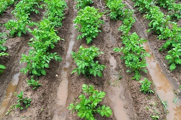 土豆沟水重雨农业灾难洪水高质量照片