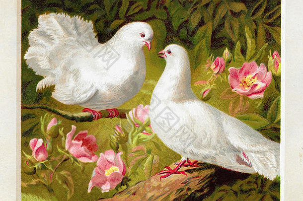 鸽子复活节古董卡设计