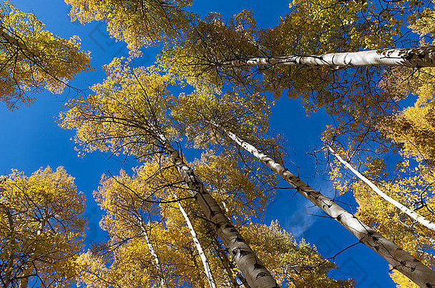 上衣阿斯彭树黄色的叶子秋天岩石山科罗拉多州