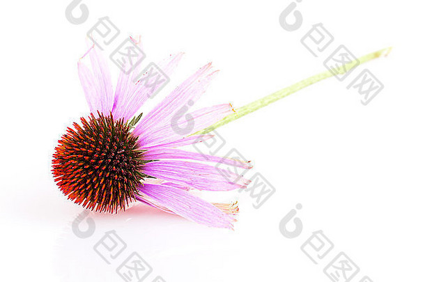 紫锥菊孤立的白色背景