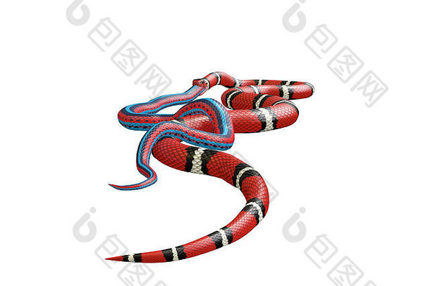 插图朱红色王蛇吞咽蓝色的红色的蛇