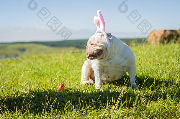 伟大的概念复活节可爱的英语斗牛犬品种狗穿着复活节兔子运行草坪上