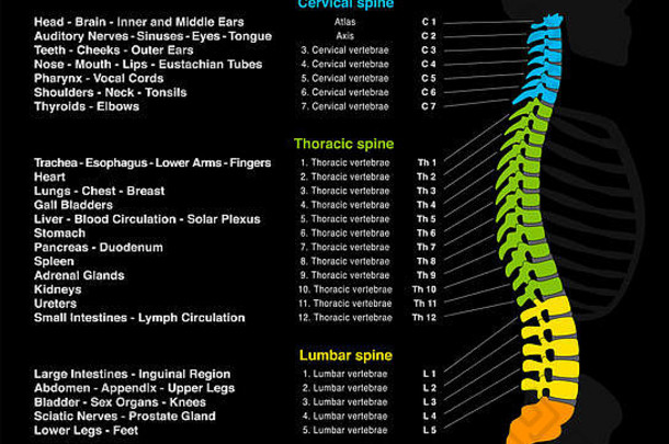 反射疗法图表人类骨干准确的描述内部器官身体部分