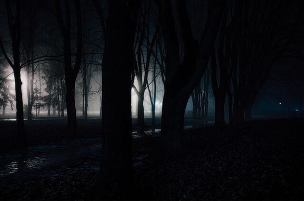 黑暗令人毛骨悚然的多雾的森林晚上