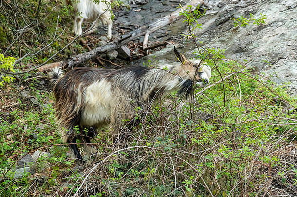 集团山山羊荒野洛多佩山保加利亚