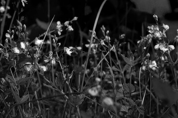 黑色的白色紫罗兰色的花晚上jziprian