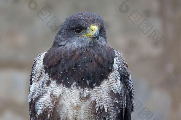 前面视图肖像针Geranoaetus黑素black-chestedbuzzard-eagleblue-white-brown羽毛棕色（的）眼睛