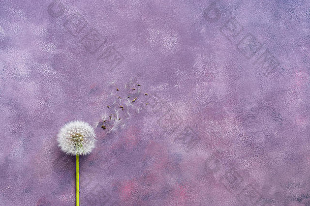 极简主义毛茸茸的蒲公英种子美丽的摘要紫色的背景复制空间平躺