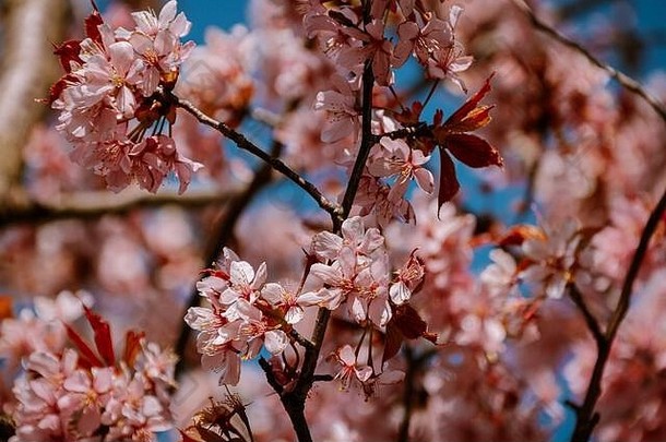 开花树盛开的花自然明亮的春天一天荷兰粉红色的樱桃开花花树