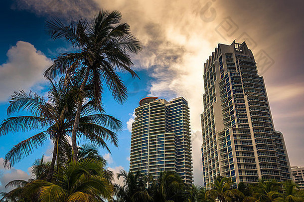 棕榈树高层建筑南海滩迈阿密佛罗里达