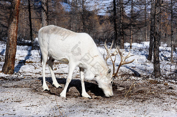 驯鹿华丽的鹿角冬天森林吃食物库夫斯古尔蒙古
