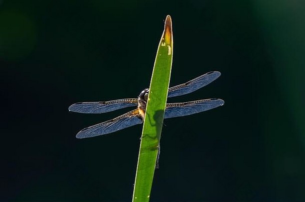 four-spotted猎人蜻蜓quadrimaculata休息芦苇香蒲latifolia邓弗里斯苏格兰