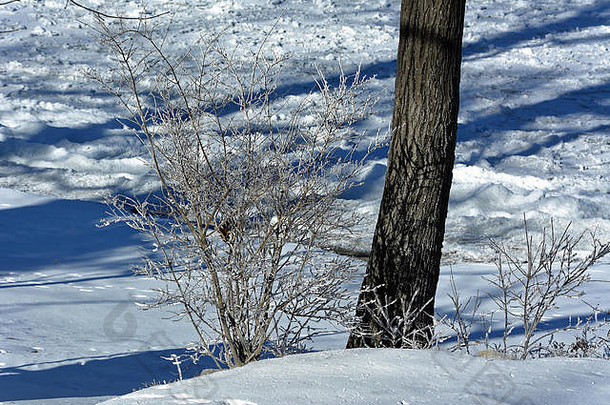 冬天树一半冻结湖背景