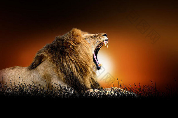 狮子背景非洲日落