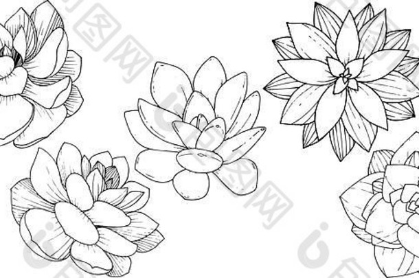 向量美美的花植物花黑色的白色刻墨水艺术孤立的美美的插图元素
