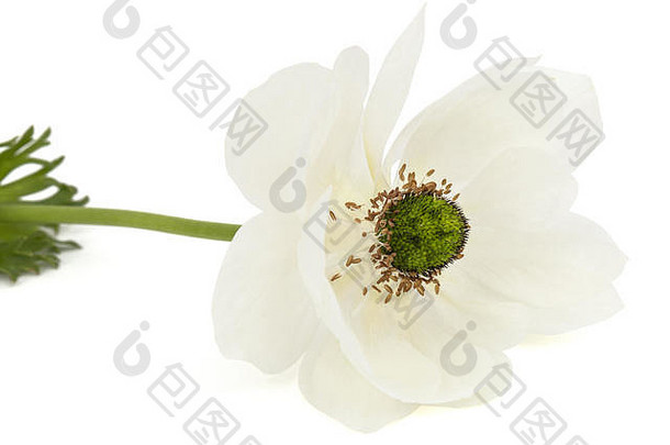 白色花海葵孤立的白色背景