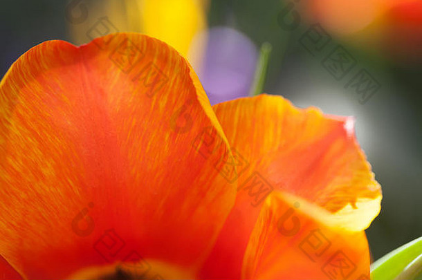 宏视图橙色花瓣花明亮的色彩斑斓的郁金香模糊背景软焦点