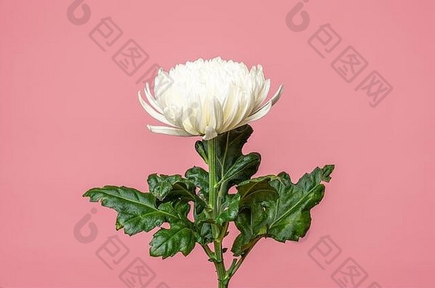 关闭照片白色菊花孤立的软粉红色的
