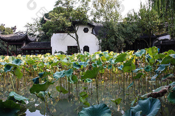 水反射花园湖完整的水生植物中国