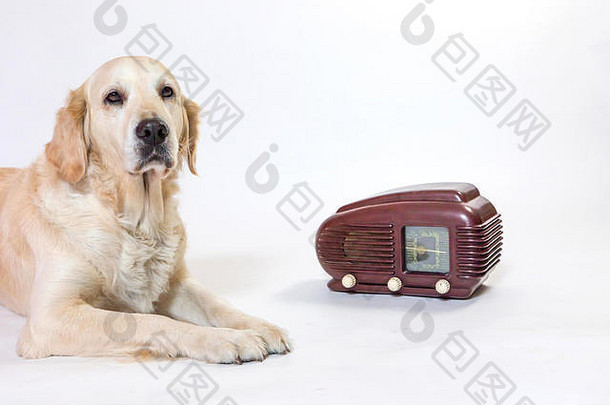 工作室拍摄金寻回犬狗坐着古董广播光背景狗相机潜在的传统的