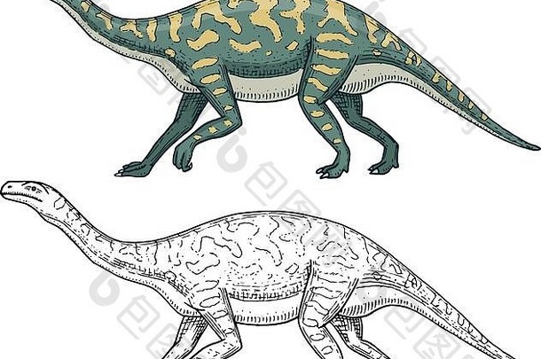 恐龙巴龙迷惑龙榫卯龙板龙广泛的蜥蜴马索斯脊椎梁龙腕龙骨架化石史前爬行动物动物手画向量