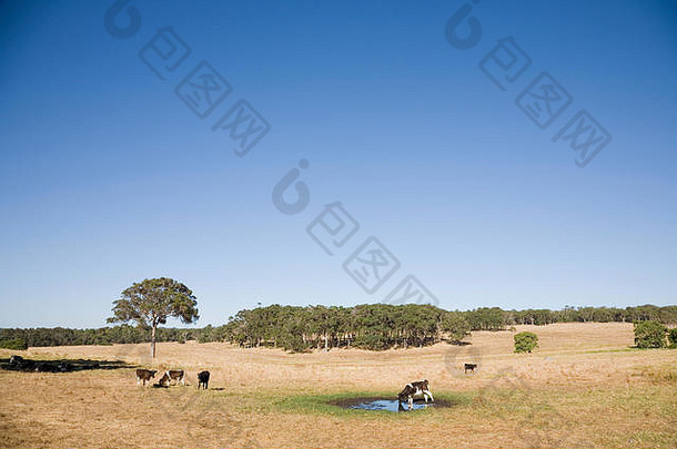 牛农村场景南西方澳大利亚