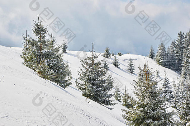 云杉树覆盖白霜雪脊光闪亮的云铸造长阴影位置浴室山部分